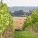 East Kentish Weald Small-Group Wine Tour from Ashford