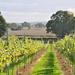 North Kentish Weald Full-day Wine Tour from Kent