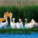 2-Day Private Danube Delta Discovery from Bucharest with 2 Boat Rides and 4 Traditional Meals