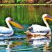 9 Day Private Tour in Danube Delta  from Bucharest