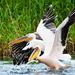 Discover Wildlife from Danube Delta in a One Day Private Tour from Bucharest