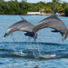 Clearwater Beach Day Trip from Orlando with Dolphin Encounter Cruise