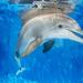 Clearwater Marine Aquarium Day Trip from Orlando