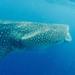 Swim With Whale Sharks Cancun and Riviera Maya