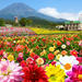 Day Trip to Mt Fuji, Dahlia Garden and the Gotemba Outlets from Tokyo