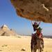 2-Hour Camel or Horse Ride Excursion Around the Pyramids