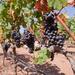 Guided Winery Tour in Mallorca