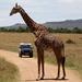 3-Day Sweetwaters: Ol Pejeta Conservancy Safari from Nairobi