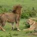 4-Day Maasai Mara and Lake Nakuru Safari from Nairobi