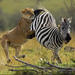 6-Day Masai Mara, Lake Nakuru and Amboseli Great Safari Tour from Nairobi