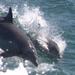 Waverunner Dolphin Excursion