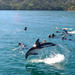 Half-Day Dolphin Swimming Eco-Tour from Picton