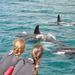 Half-Day Dolphin Viewing Eco-Tour from Picton