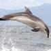 Ship Cove and Dolphin Eco-Tour Cruise