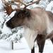 Ecomuseum Zoo: Discover Québec's Wildlife in Winter