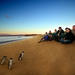 Small-Group Phillip Island Day Trip from Melbourne Including Penguin Parade Premium Viewing