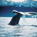 Kaikoura Whale Watch Tour from Christchurch including Coastal Pacific Train Journey