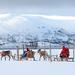Reindeer Sledding, Feeding and Sami Culture