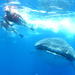 Swim with Whale Sharks from Riviera Maya