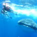 Swim with Whale Sharks in Holbox from Cancun