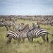 3-Day Serengeti Safari from Arusha