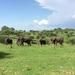 7-Day Tanzania Odssey Safari from Arusha