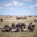 8-Day Great Wildebeest Calving Migration Safari from Arusha