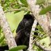Costa Rican Wildlife: Palo Verde National Park Private Tour
