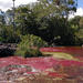 3-Day Caño Cristales Tour from La Macarena