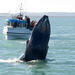 Whale Watching including Gullfoss and Geysir Express Tour from Reykjavik