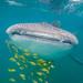 Whale Shark Snorkeling Tour  from Cabo San Lucas