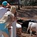 Malaga Shore Excursion: Visit an Andalusian Horse Breeding Farm in Ronda