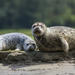 Snorkeling with Seals in Nanaimo from Vancouver