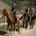 Horse Riding in Tuscany for Experienced and Unexperienced Riders: Half-day Ride