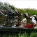 2-Hour Private Air Boat Tour of the Everglades