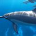 Dolphin Encounter and Kealakekua Bay Reef Snorkel