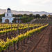 Baja Mexico Winery and Vineyard Tour