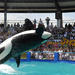 Miami Seaquarium with Animal Shows and Round Trip Transportation