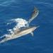 Dolphin Cruise to Shell Key