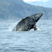 San Diego Whale Watching Sailing Tour