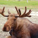 Glaciers and Wildlife - Super Scenic Guided Day Tour from Anchorage