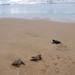 Sea Turtle Release in Puerto Escondido