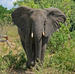 5-Day Victoria Falls and Chobe National Park Tour with Round-Trip Flight from Johannesburg