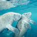 Crystal River Manatee Swim from Orlando