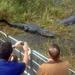 Florida Everglades Airboat Tour and Alligator Encounter from Orlando