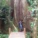 Cinco Ceibas Rainforest Reserve and Adventure Park from San Jose