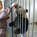 Private Tour: Volunteer for a Day at Dujiangyan Panda Rescue Center from Chengdu