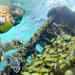 Reef and Shipwreck Snorkeling Tour in Cancun