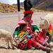 The Sun's Road One-Way Tour to Puno from Cusco