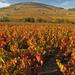 Private Tour: Cycling the Beaujolais with Wine Tasting from Lyon